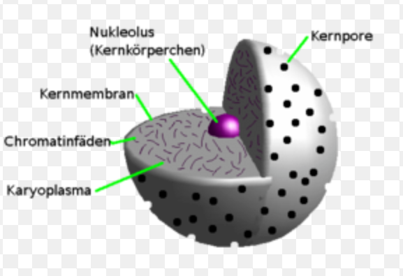Zellkern